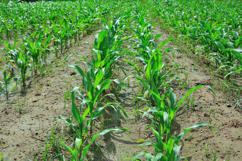 Weed control in Corn